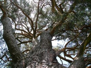 TreeClimbing Lago di Garda