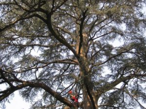 TreeClimbing Lago di Garda
