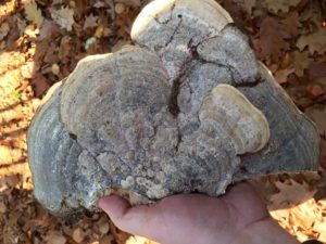 Valutazione stabilità alberi lago di Garda