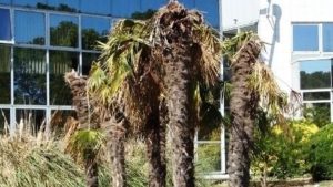 Lotta biologica a Paysandisia della palme sul lago di Garda