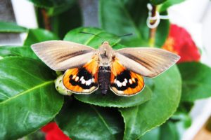 Lotta biologica a Paysandisia della palme sul lago di Garda