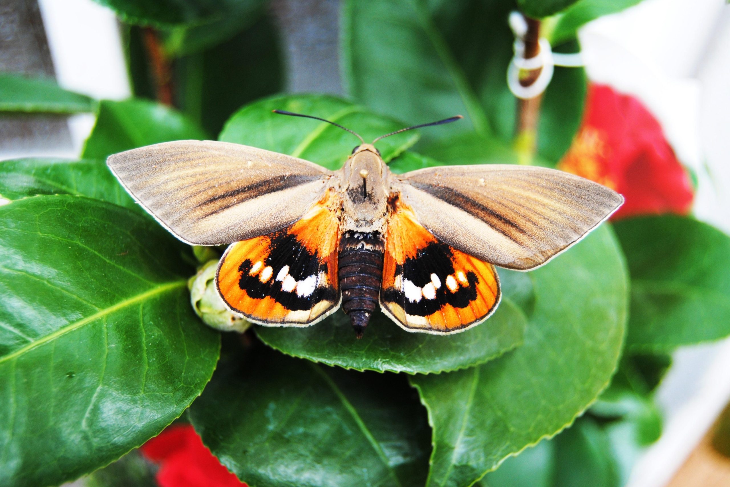 Lotta biologica a Paysandisia della palme sul lago di Garda
