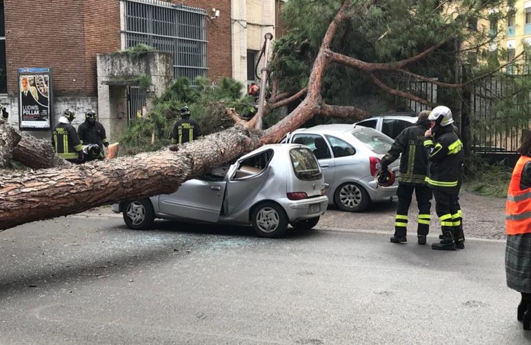 Valutazione stabilità alberi lago di Garda