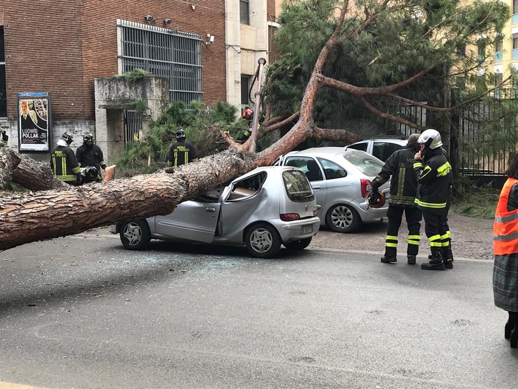Valutazione stabilità alberi lago di Garda