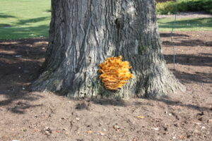 Valutazione stabilità alberi lago di Garda