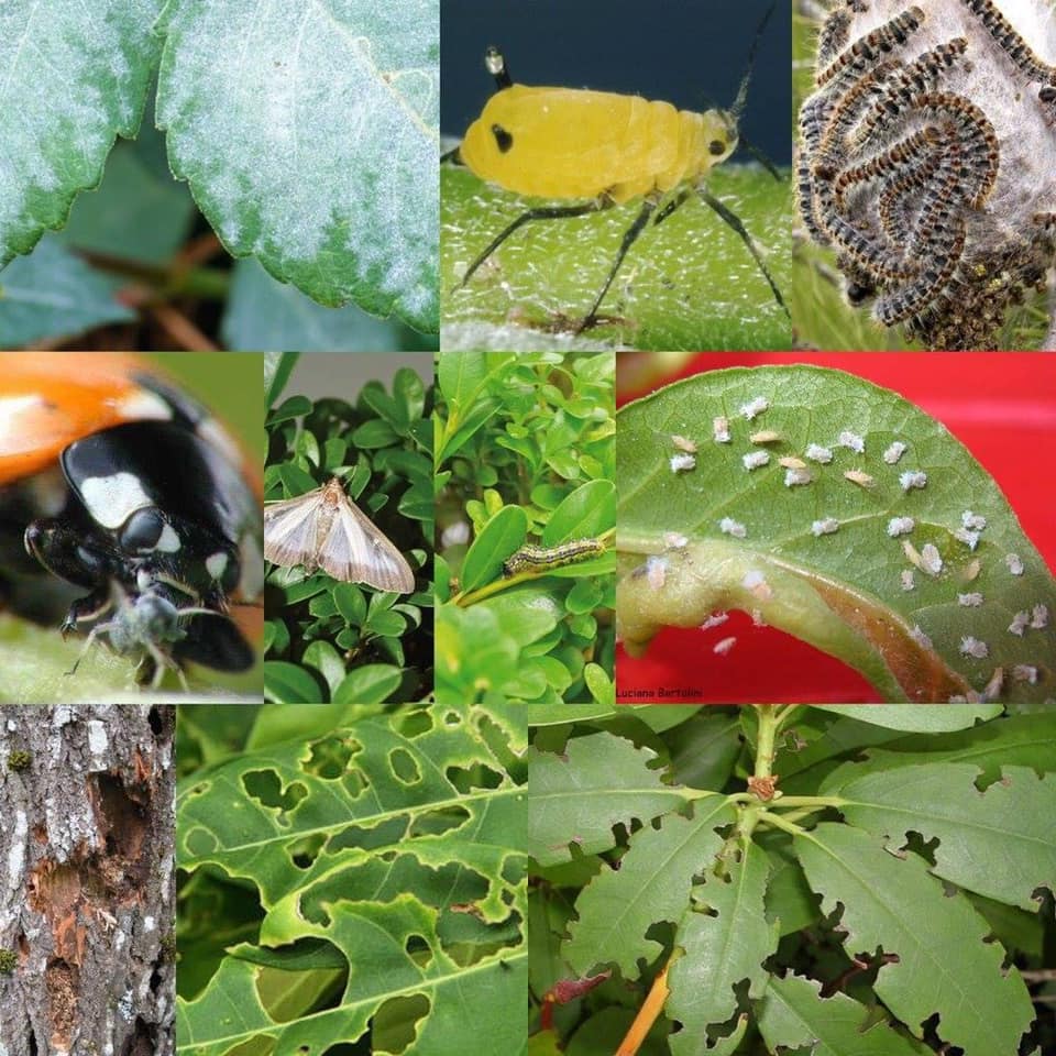 Cura Malattie della piante Lago di Garda Cura Malattie della piante Lago di Garda
