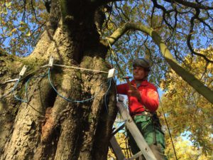 TreeClimbing Lago di Garda